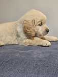 Golden Retriever suczka
