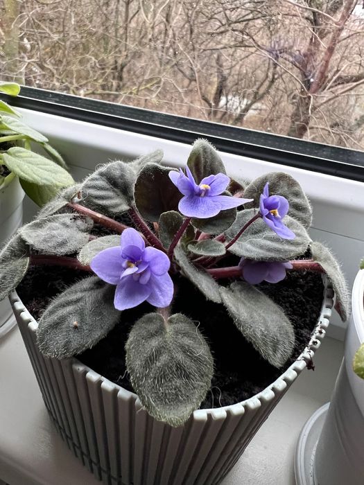 Фіалка Африканська міні