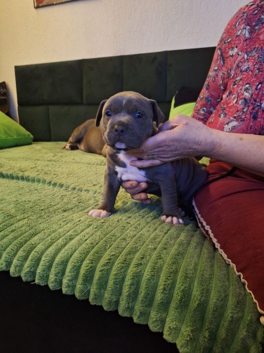 Amstaff Blue chłopiec