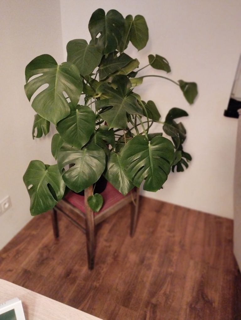 Oddam Monstera za dwie zgrzewki Sprite 1L!