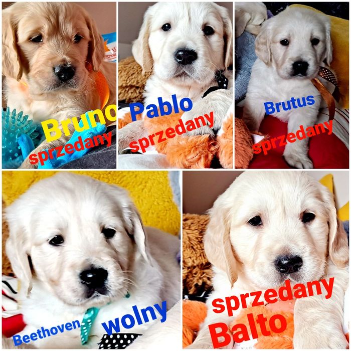 Golden Retriever RODZICE BEZ DYSPLAZJI śliczne pieski do odbioru