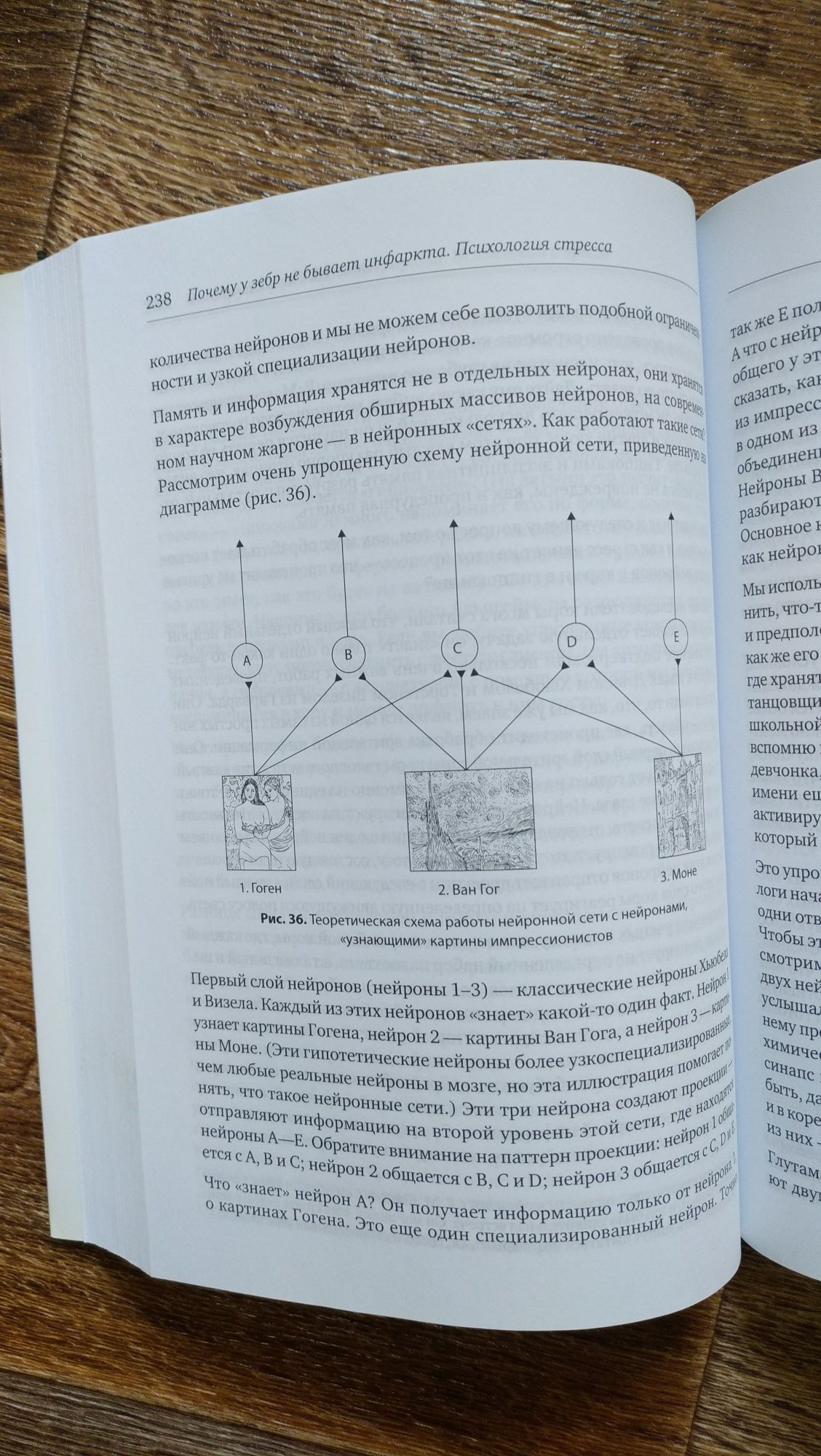 Почему у зебр не бывает инфаркта