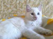 PRZEPIEKNY kocurek Ragdoll blue bicolour tabby po Supreme Champion