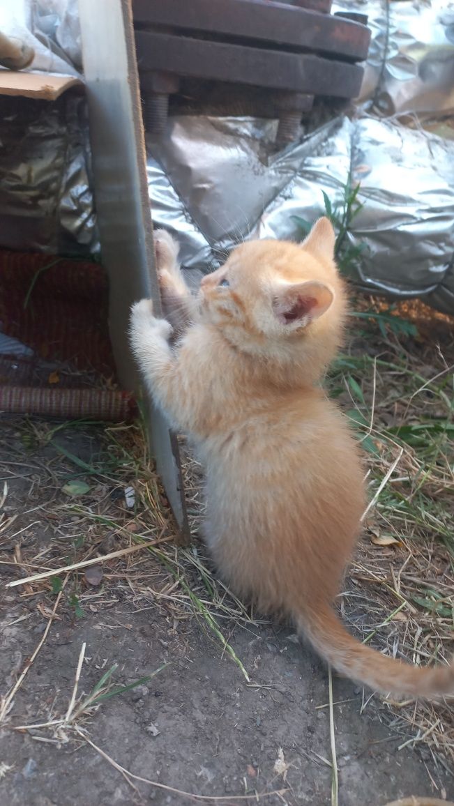 Кошенята безкоштовно