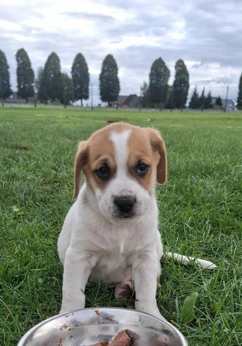 Trzy maluchy do adopcji
