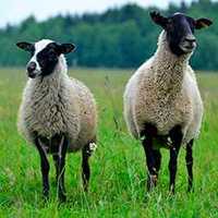 Вівці Ягнята Романівські