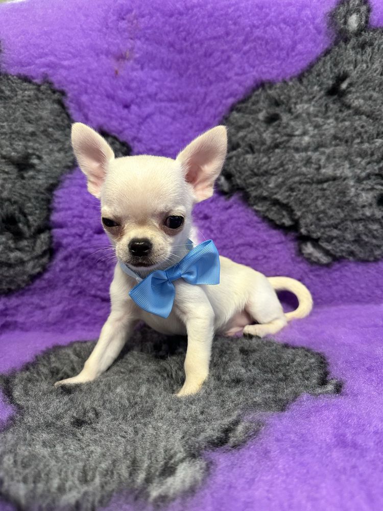 Chihuahua chlopiec szczenie FCI