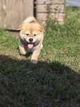 Szczeniak Piesek Akita Inu japoński