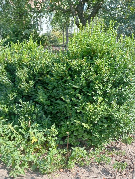 Bukszpan wysokość ponad 100 cm sadzonki