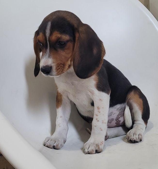 Femea beagle tricolor