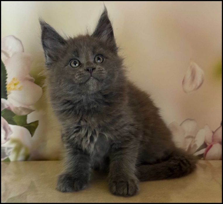 Koteczka Maine Coon Ornelia