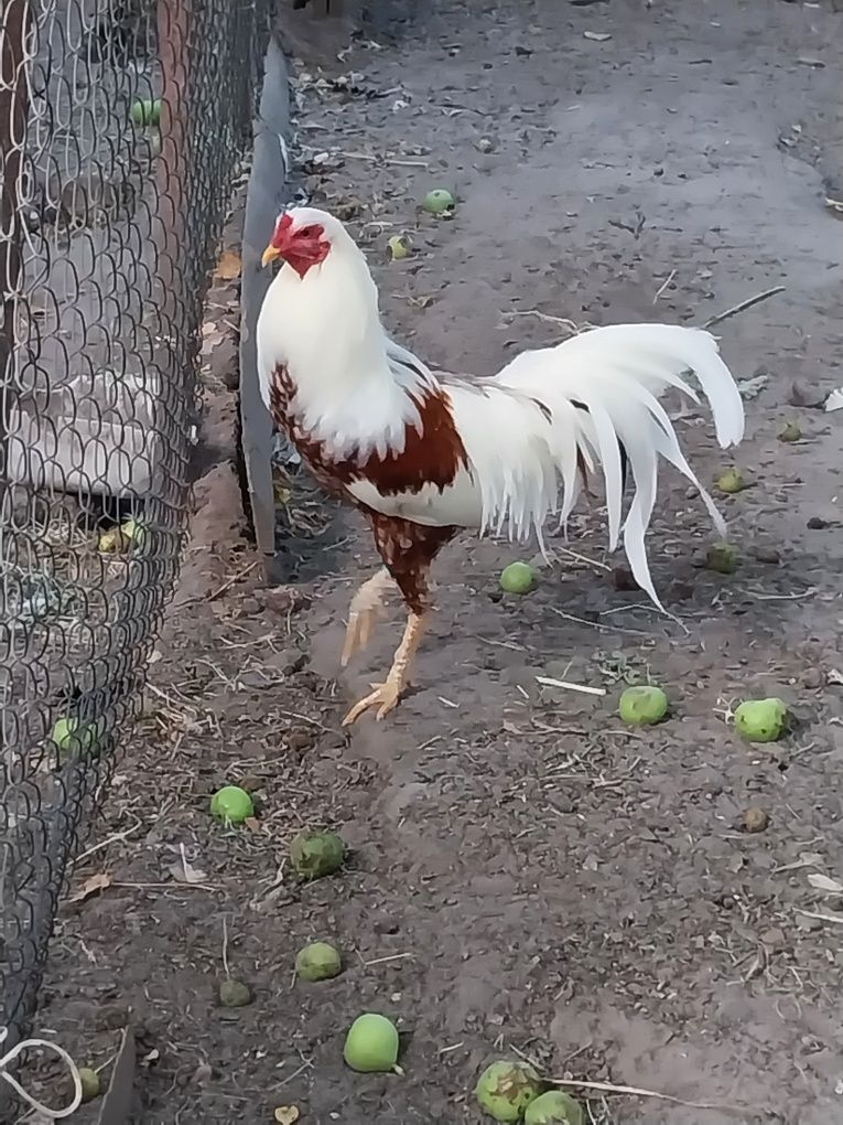 Продам півня що на фото