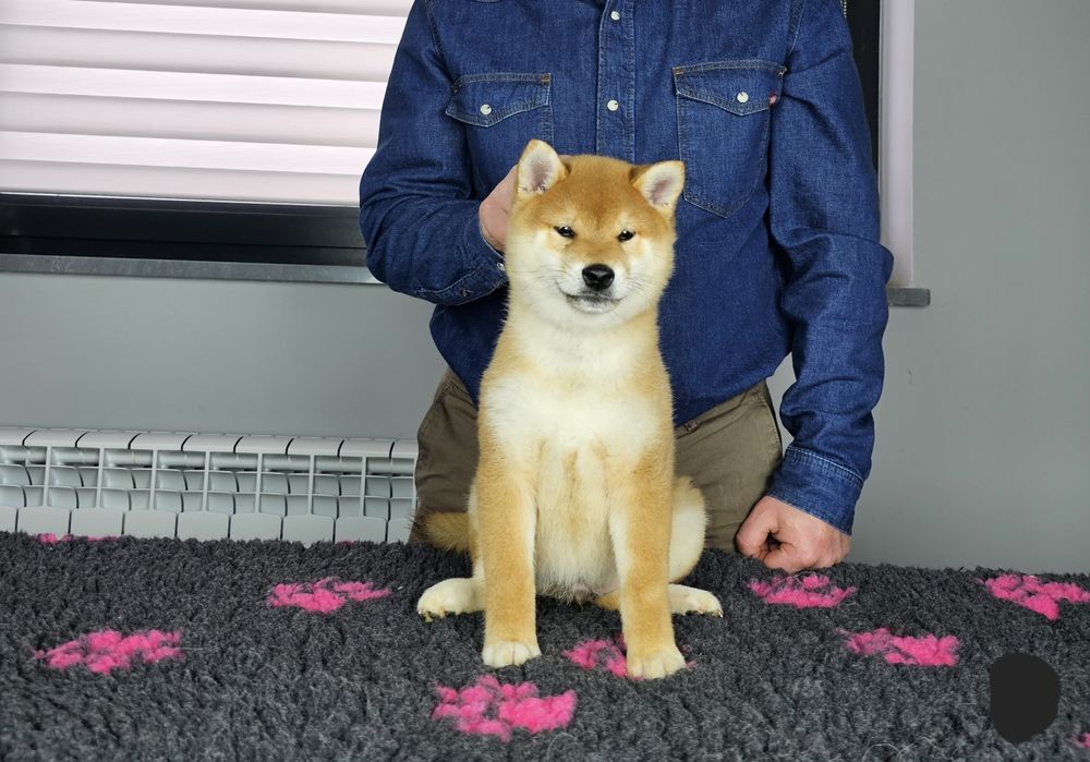 Shiba inu ZKWP FCI doskonały rodowód