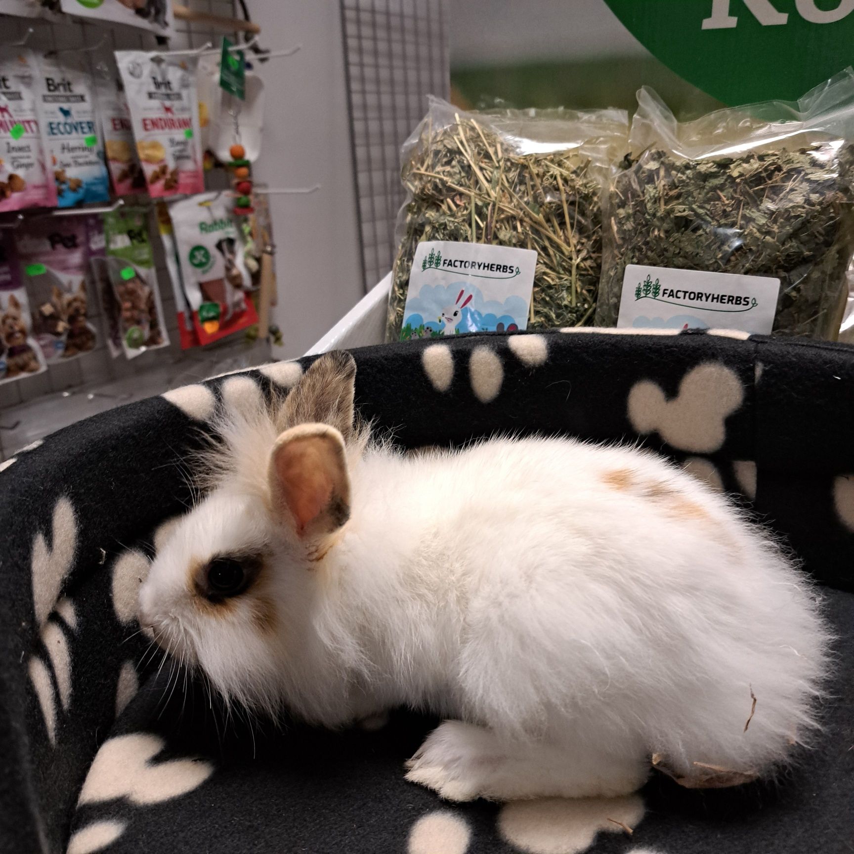 Królik lewej w sklepie Gruby Kocur sklep zoologiczny w Rzeszowie