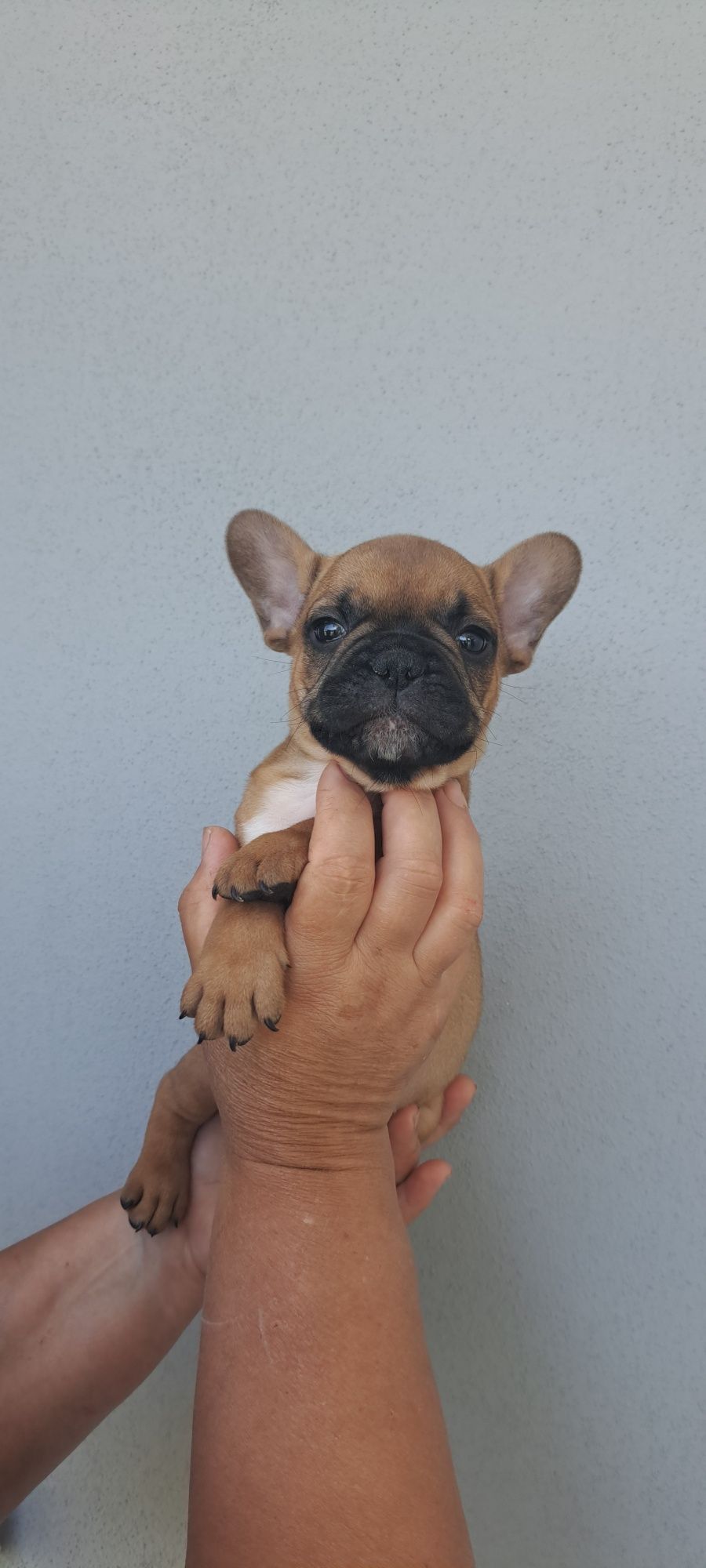 Buldogue francês macho red fawn