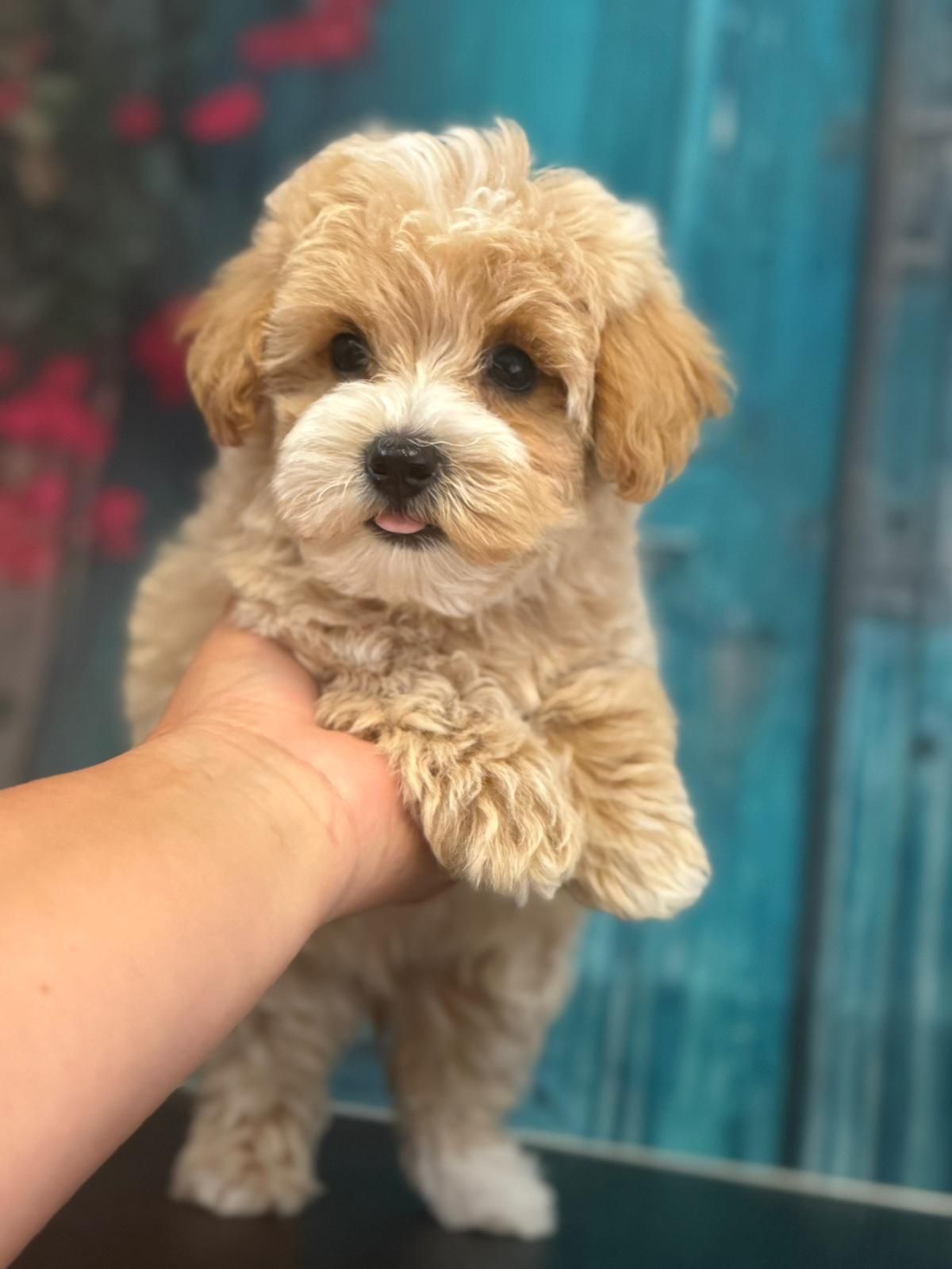 Maltipoo ostatni piesek