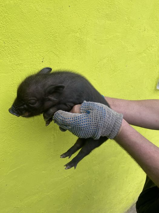 В'єтнамська вислобрюха свиня