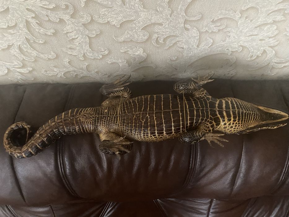 Продам чучело крокодила кайман
