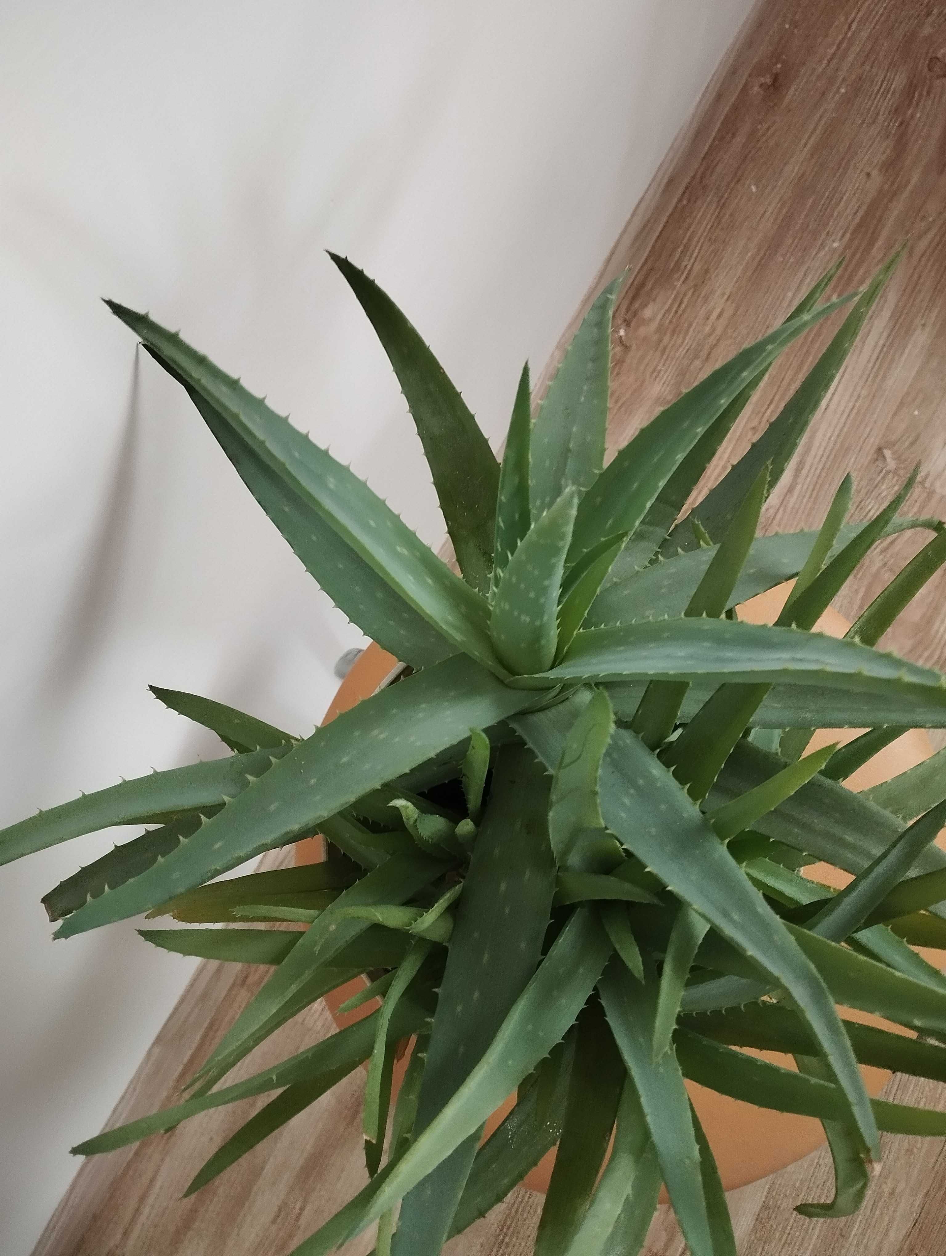 Aloes Aloe Vera, leczniczy, w doniczce 4 letni, 10 sadzonek