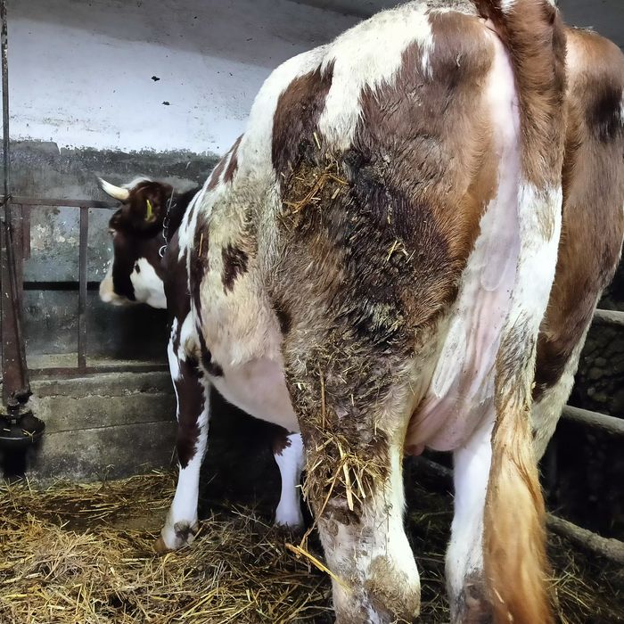 Jałówka wysokocielna