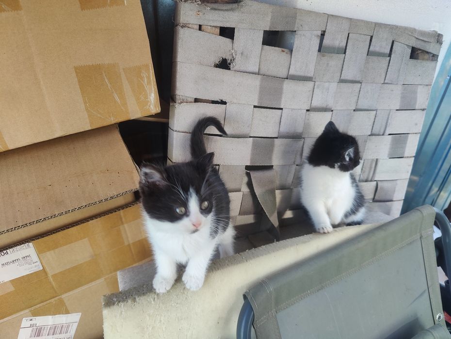 Koty oddam w dobre ręce!!!