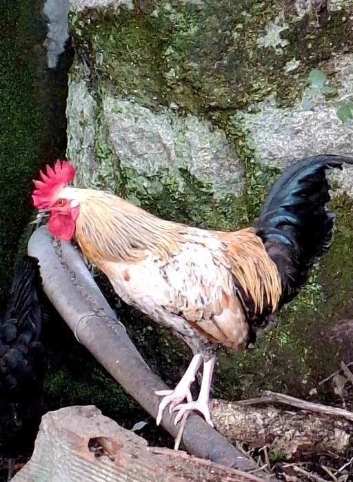 Galos garnizes macho para venda