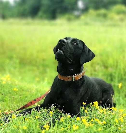 W typie rasy labradora, poukładany Draco czeka na dom