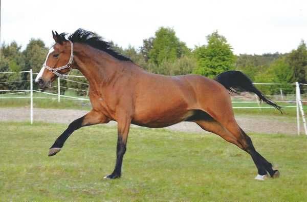 Pocztówka koń konie Oxer MS