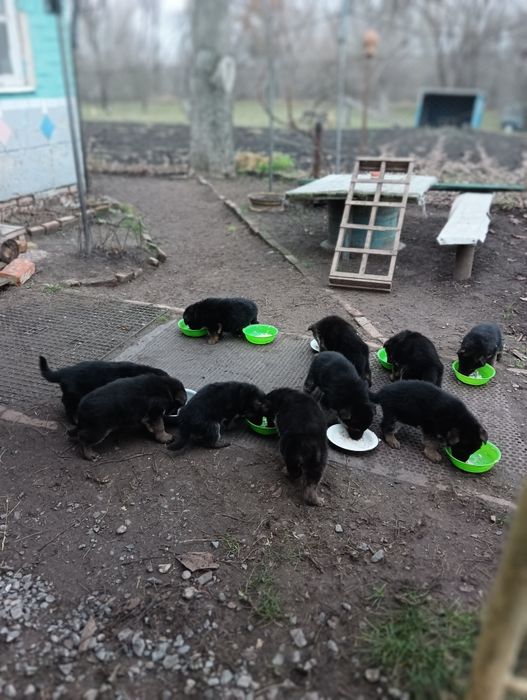 Щінки німецької вівчарки