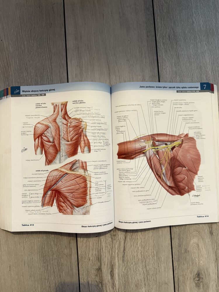 Netter Atlas Anatomii Człowieka po polsku