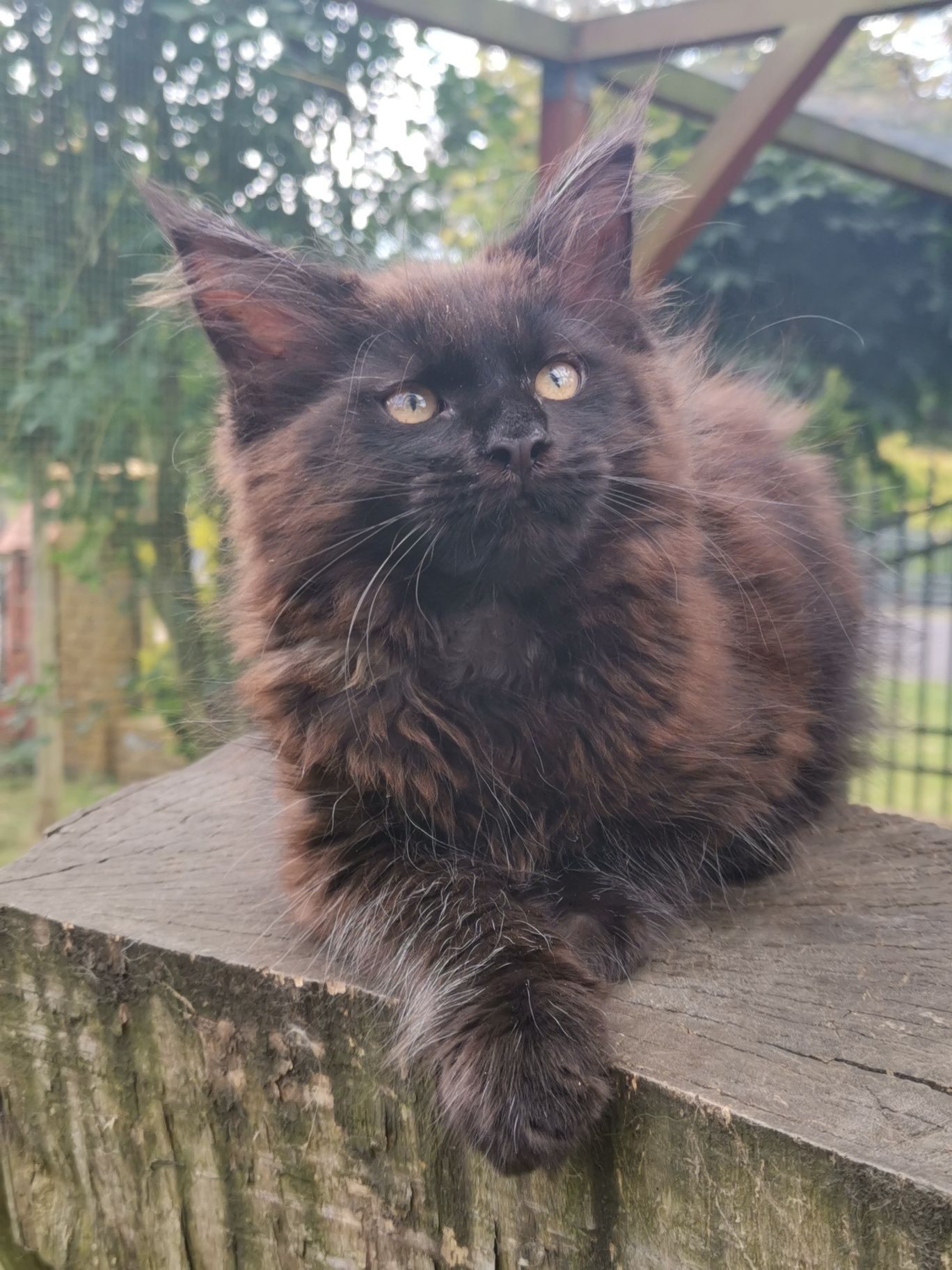 Kocurek Maine Coon