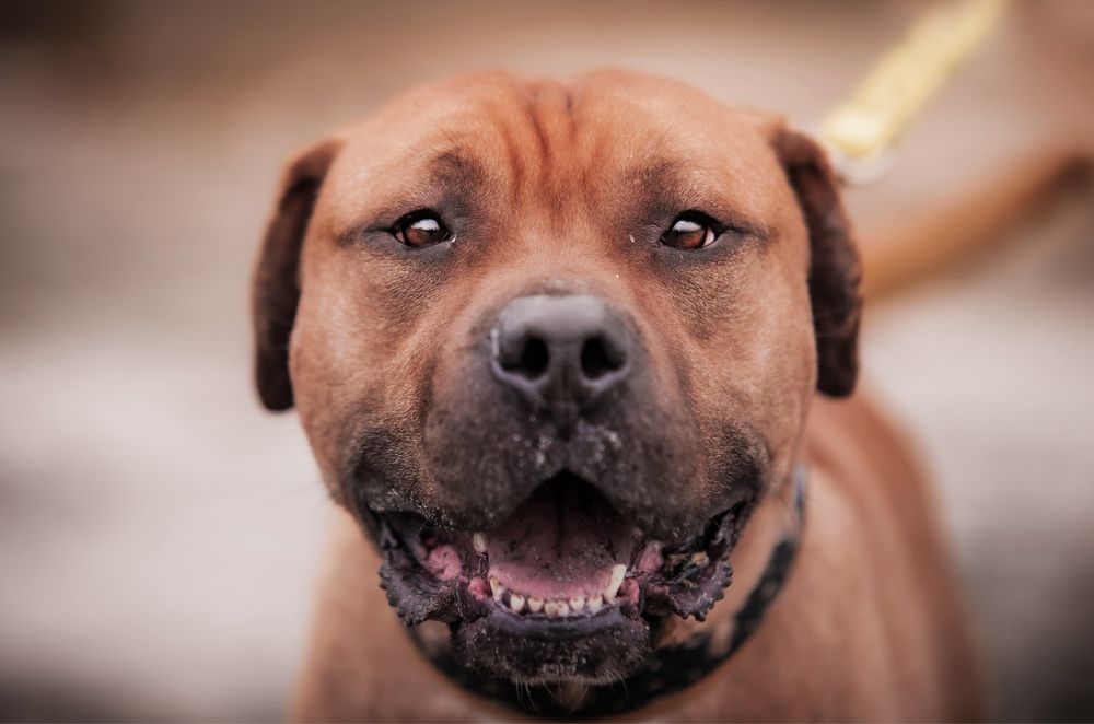 Pies w typie Bulla Pitbull Amstaf - adopcja