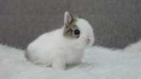Mini coelhos anões super dóceis ,KIT Completo