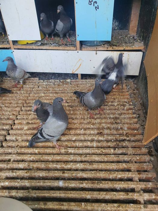 Mlode pocztowe po lotnikach