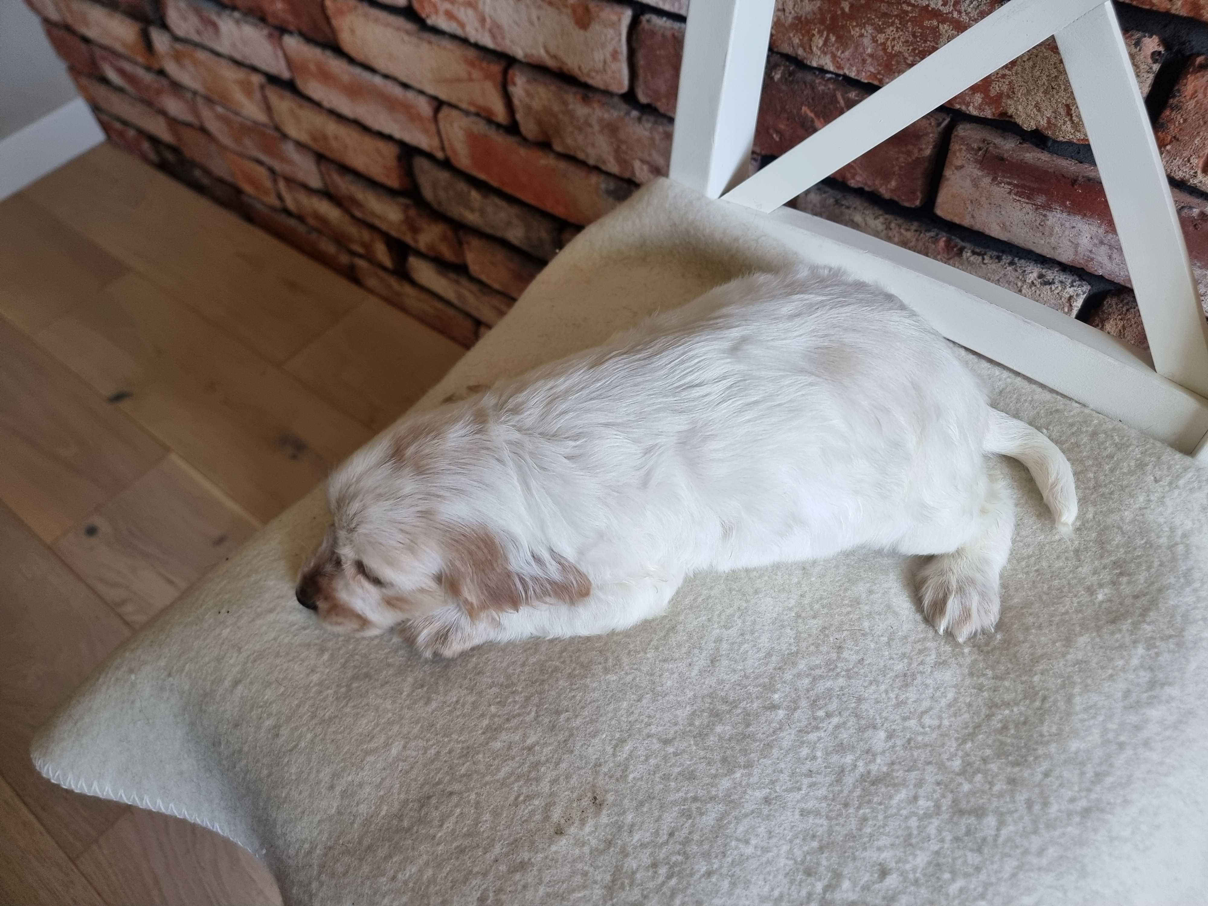 Cocker spaniel angielski śliczny szczeniaczek do odbioru