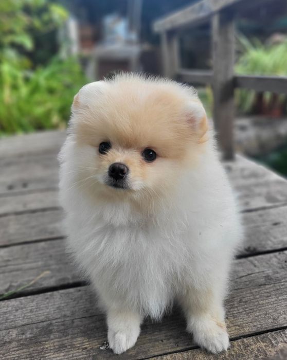 Цуценята Померанського Шпіца!