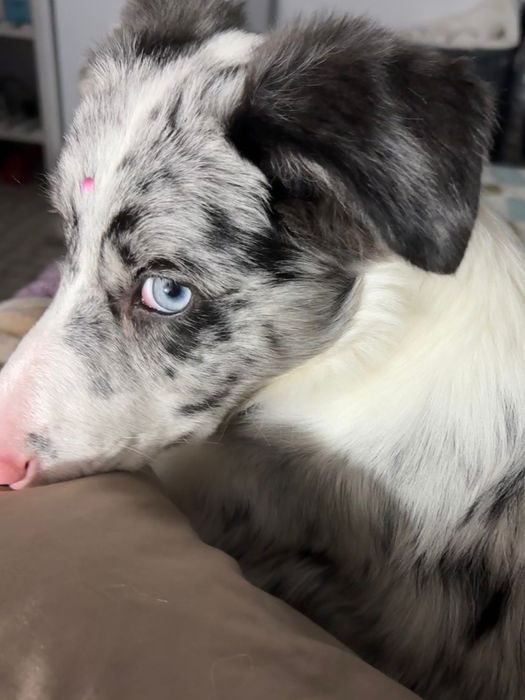 Border Collie Merle 4 meses