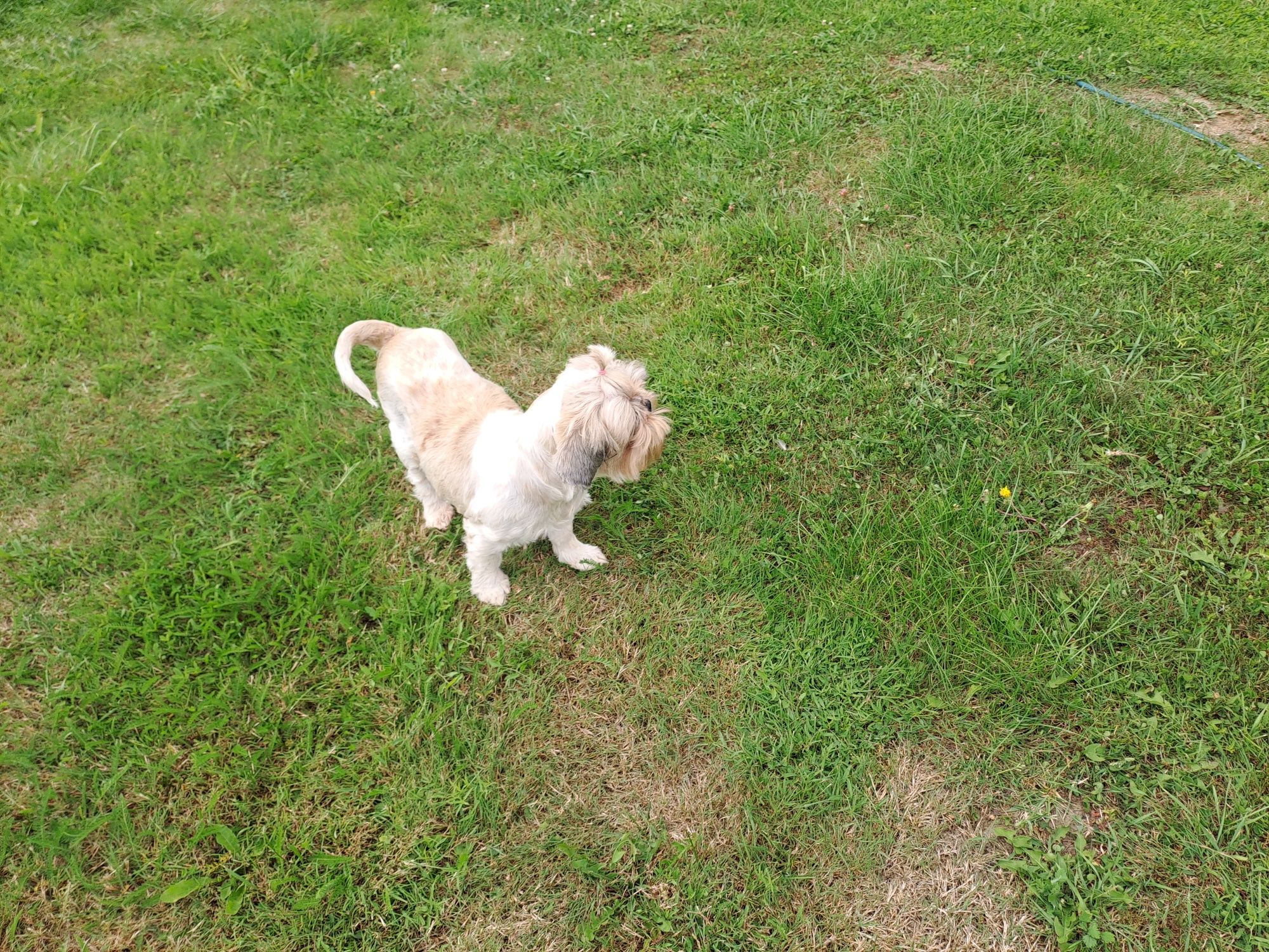 Shih-tzu suczka dorosła