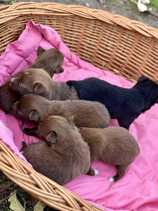 Щеночки —будут до 6-7 кг