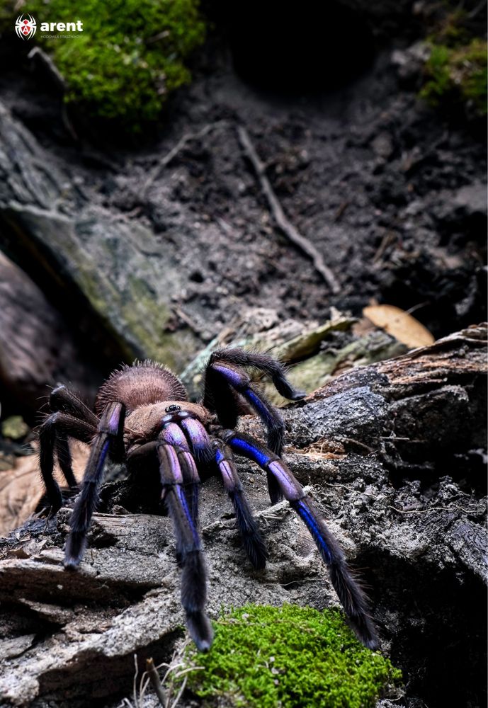 Ptasznik Chilobrachys natanicharum (ex. sp. Electric blue) L3/4