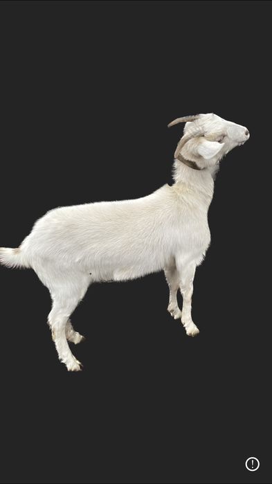 Продаються молоді молочні кози