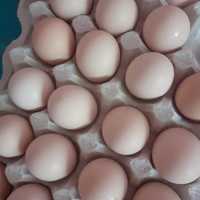Інкубаційне яйце бройлера кобб 500 росс 708