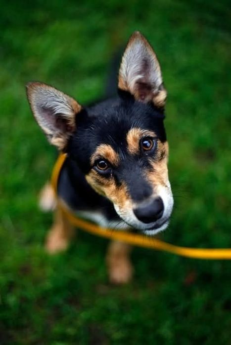 Bobidog szuka kochającego czlowieka
