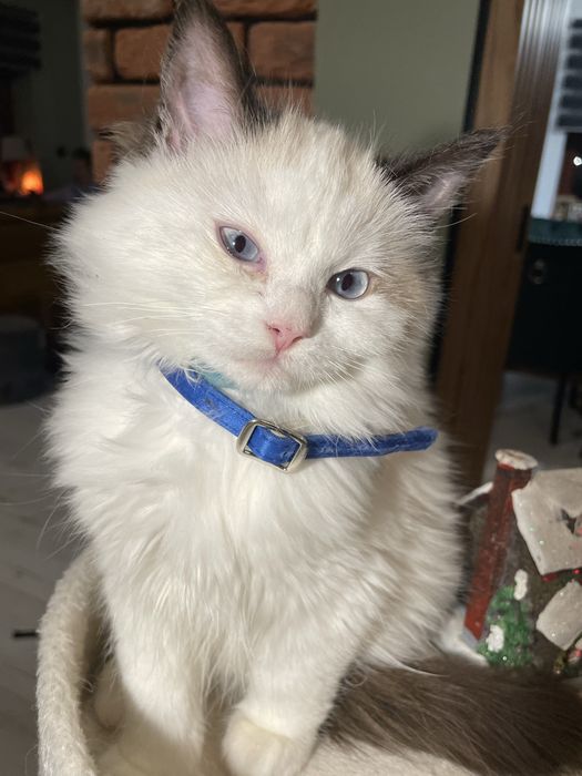 Przecudny kotek Ragdoll kotka gotowa do