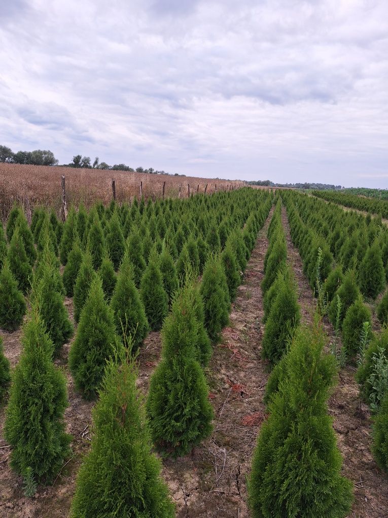 Sprzedam Thuja Szmaragd