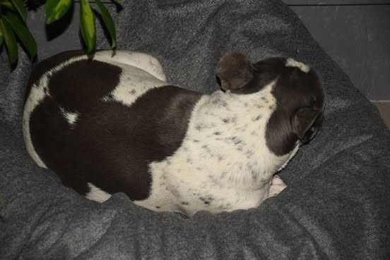Suka szuka domu buldog francuski