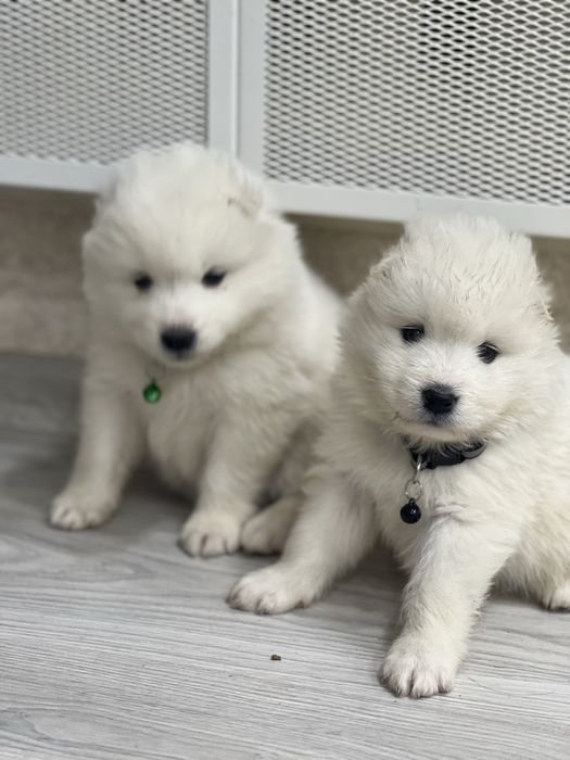 Самоєдики Ведмедики