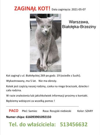Zaginął kot na Białołęce Rosyjski niebieski