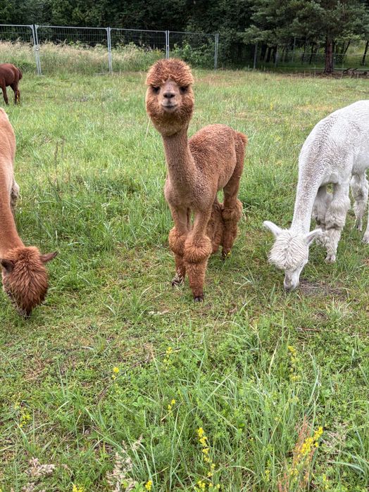 Sprzedam Samice Alpaki