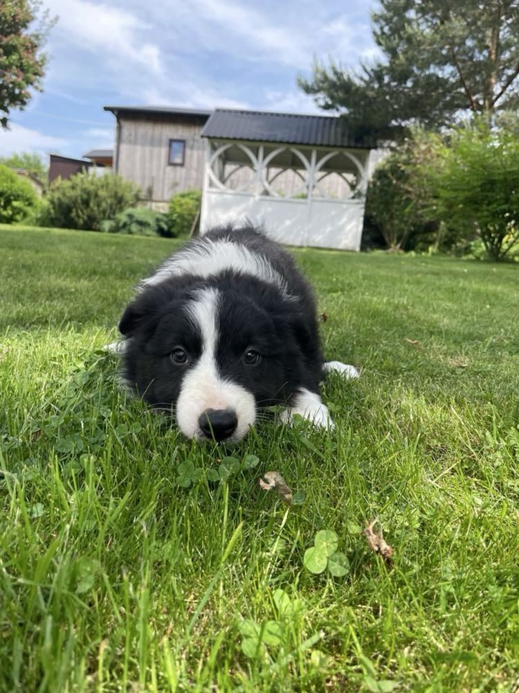 Border Collie - szczeniak